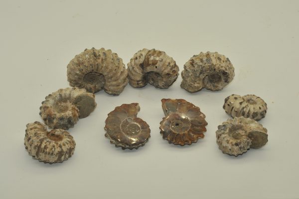 Tractor Ammonite